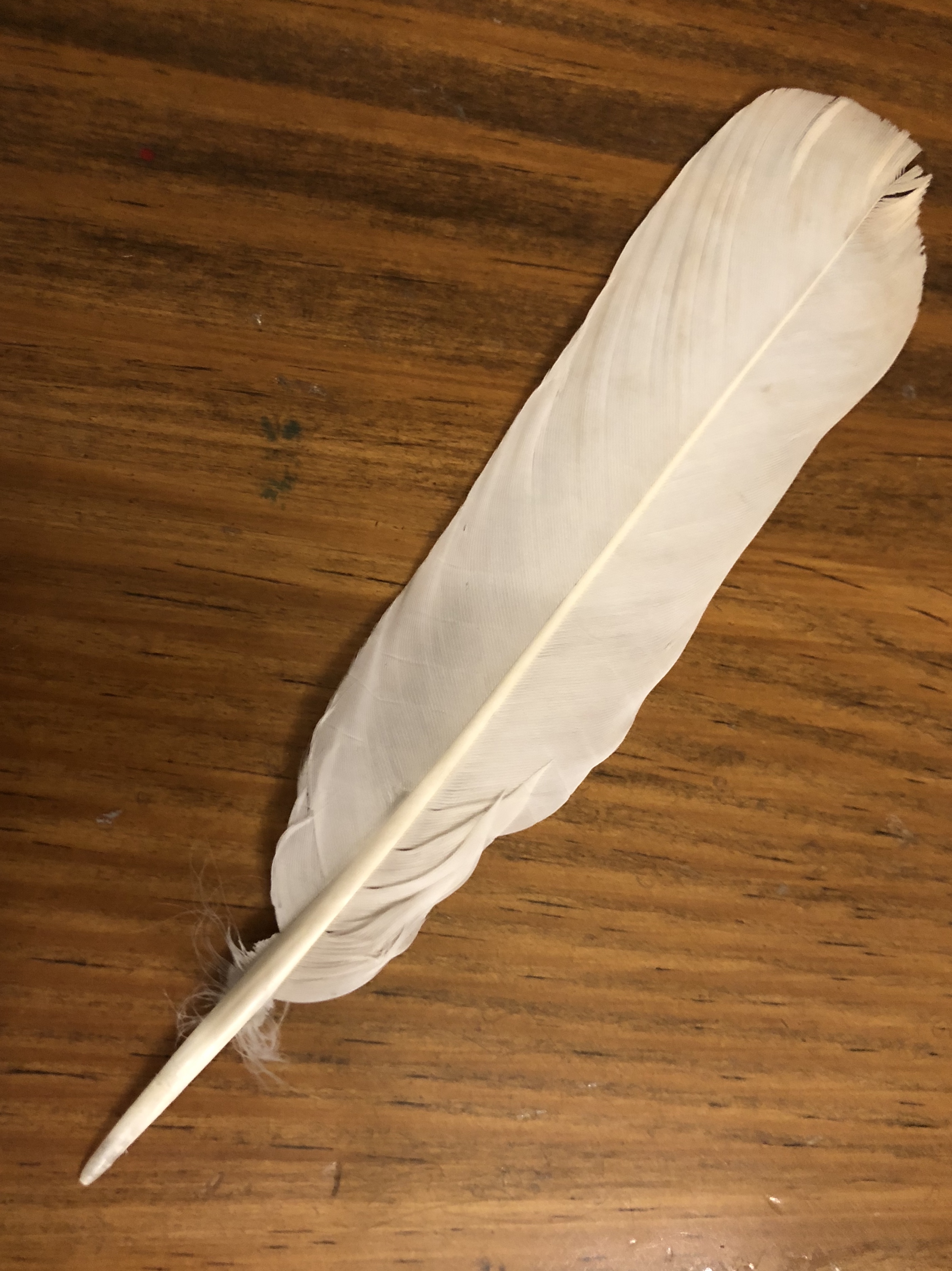 Feathers of Protection: Reflections from Israel